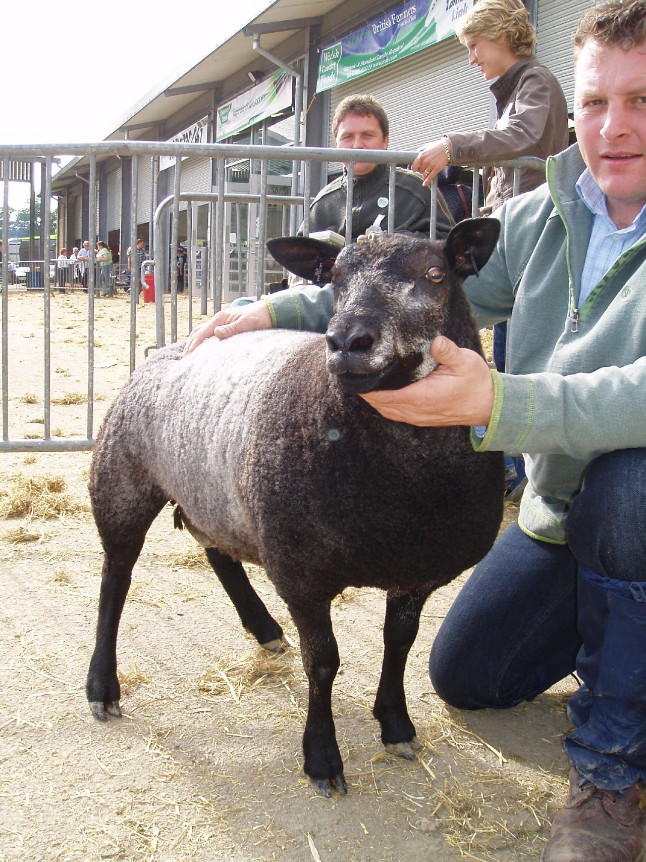 Jonsland Pedigree Blue Texel Sheep For Sale